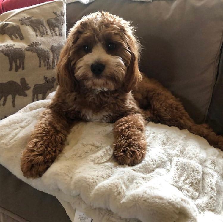 superior hilltop, superior hilltop puppies, superior hilltop cavapoo, cavapoo puppies, cavapoo puppy, cavapoo breeder, cavapoo breeders, premier pups, premier puppies, #lovingcavapoos, designer breed puppies