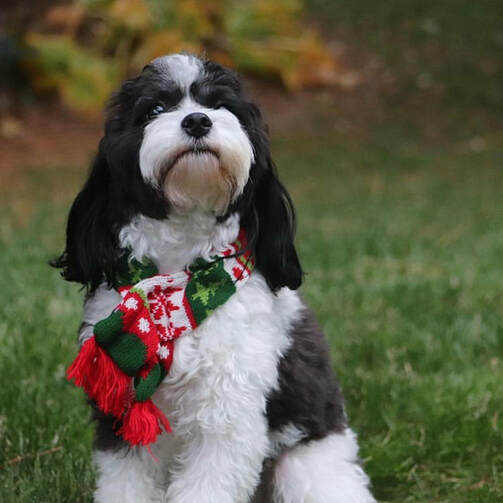superior hilltop, superior hilltop puppies, superior hilltop cavapoo, cavapoo puppies, cavapoo puppy, cavapoo breeder, cavapoo breeders, premier pups, premier puppies, #lovingcavapoos, designer breed puppies